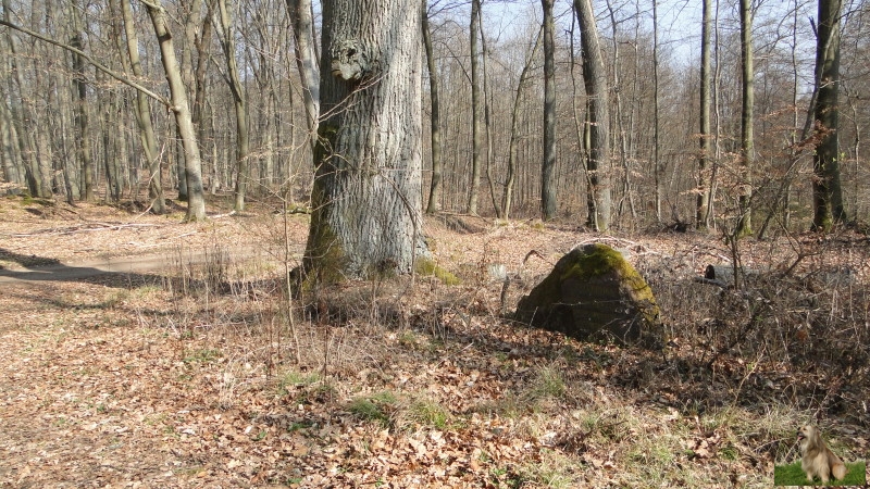 Ritterstein Nr. 274-5 Stüterhof Leiningisches Gestüt Hof-Ruinen 15. - 18. Jhdt..JPG - Ritterstein Nr.274 Stüterhof Leiningisches Gestüt Hof-Ruinen 15. - 18. Jhdt.